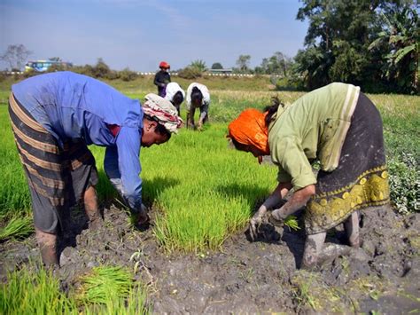 Indias Kharif Crop Planting Area Rises Paddy Pulses Oilseeds All