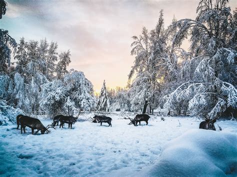 Running Reindeer Ranch | Take a Walk with Reindeer