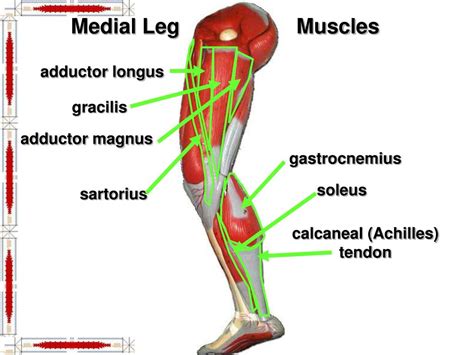 Lower Limb Muscles Labeled