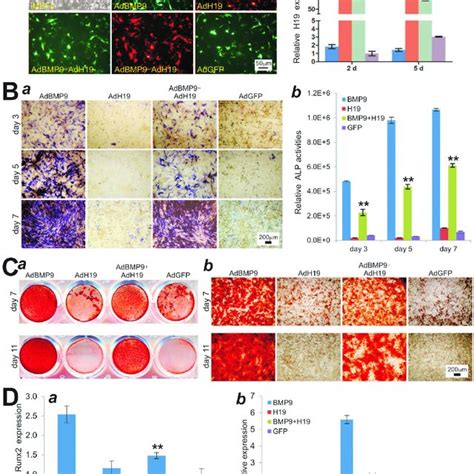 Overexpression Of Lncrna H Blocks Bmp Induced Osteogenic