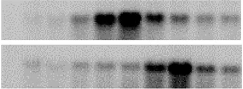 Association Of Mrnas With Polyribosomes In T Brucei A Polyribosome