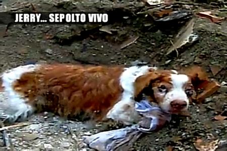 Le Iene Raccontano La Storia Di Jerry Il Cane Sepolto Vivo VIDEO