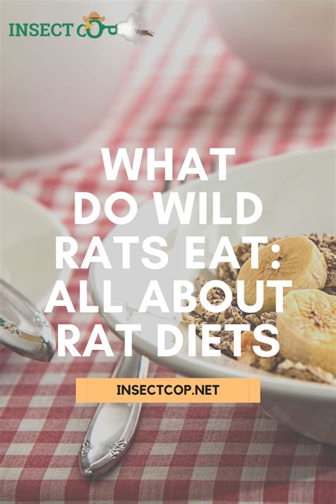 What Do Wild Rats Eat: All About Rat Diets | INSECT COP | Pest facts, Low maintenance pets, Rats