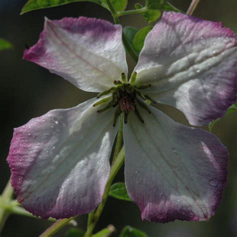 Clematis I AM LADY Q | Clematis I AM LADY Q online kaufen