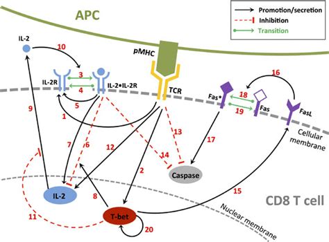 A simplified molecular regulatory network of a CD8+ T cell | Download ... 