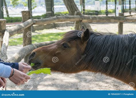 Het Voeden Van Een Paard Door Handen Stock Afbeelding Image Of