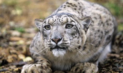 Snow Leopard Paw Size