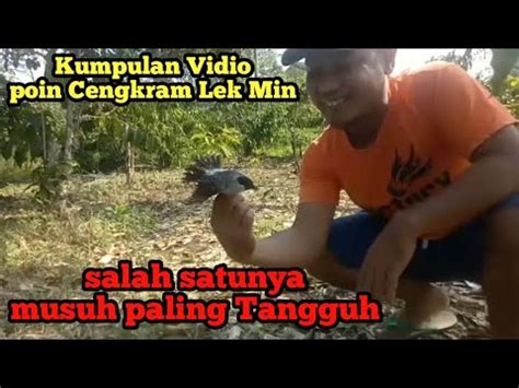 Pikat Burung Kutilang Tanpa Pulut Atau Pikat Kutilang Cengkram Vs RAJA