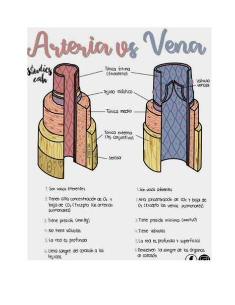 Arteria Vs Vena Marialis Zeballos Udocz