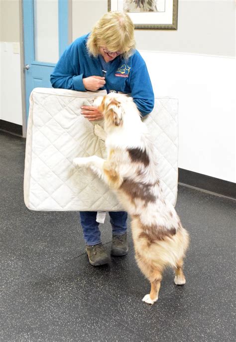 5 Simple Steps To Turn Your Home Into A Canine Classroom