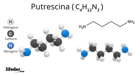 Putrescina E Cadaverina - Putrescina: estructura, propiedades, síntesis, usos