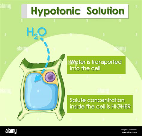 Plant cell hypotonic solution hi-res stock photography and images - Alamy