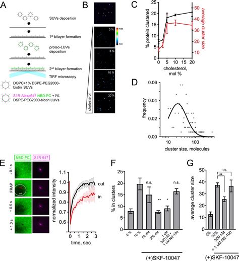 The Role Of Sigma 1 Receptor In Organization Of Endoplasmic Reticulum