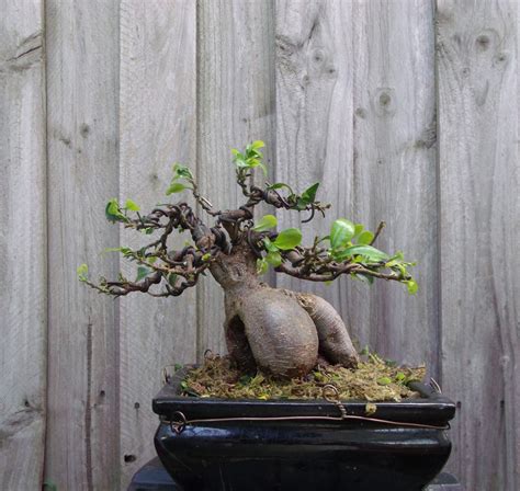 Defoliation On Fig And Elm Anjin Bonsai