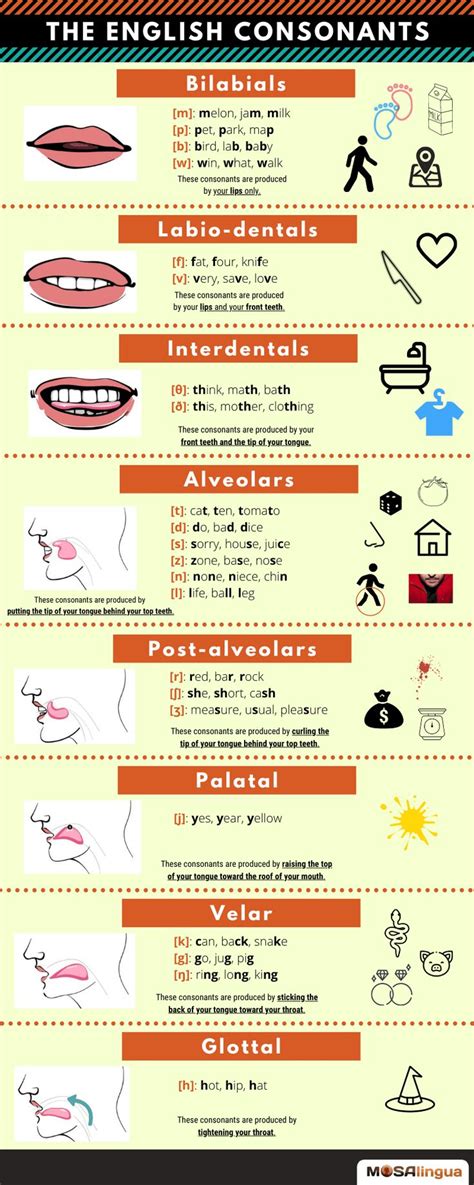 An Info Sheet Describing The Different Types Of Teeth And Mouth Shapes