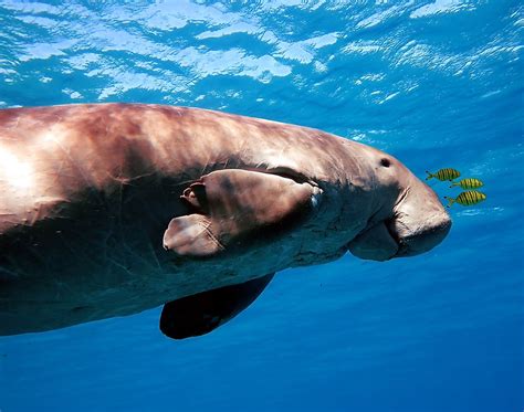 Dugong Facts Animals Of The Ocean Worldatlas