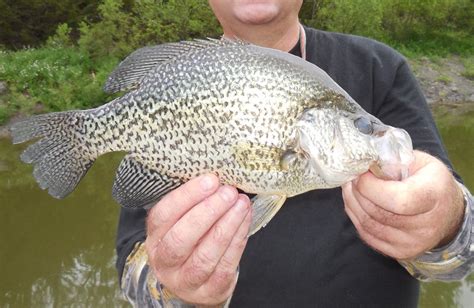 What Are the Best Rivers to Fish in Oklahoma? - Oklahoma Daily News