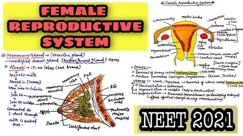 Easy Way To Remember Female Reproductive System For Neet Boards With