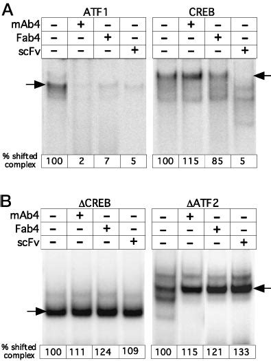 Electrophoretic Mobility Shift Assays Comparing Effects Of Mab4 Fab4