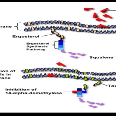 Fungal Cell Membrane