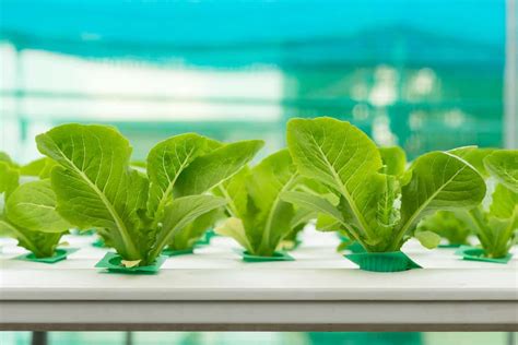 What Are the 6 Types of Hydroponics: Setups and Methods - Rural Living ...