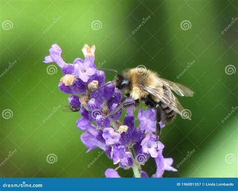 Black and Yellow Bumble Bee on the Tip of a Purple Flower Stalk Stock ...