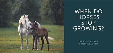 When Do Horses Stop Growing New Research Shows Growth Rate