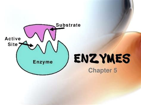 Ppt Enzymes Powerpoint Presentation Free Download Id 4748539