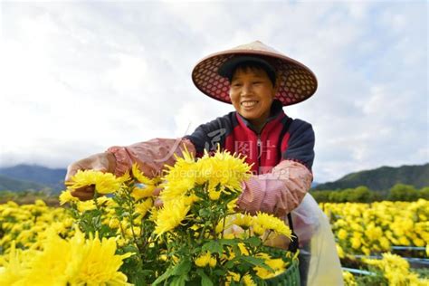 浙江淳安采摘金丝皇菊 人民图片网