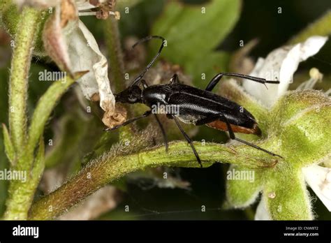 Schwarzer Schmalbock Stenurella Nigra Strangalia Nigra Leptura Nigra