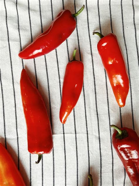 Growing Poblano Peppers From Seed To Harvest — Meadowlark Journal