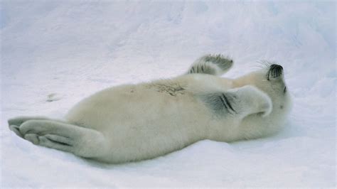 Harp Seal Going The Distance Animal Encyclopedia