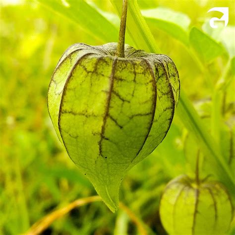 Conoscete il tomatillo Di origine messicana è molto simile al