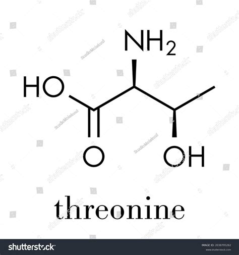 Threonine Lthreonine Thr T Amino Acid Stock Vector Royalty Free