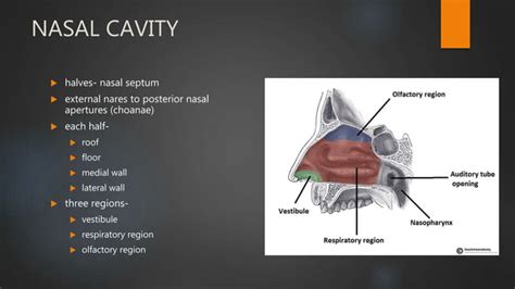 Nasal Cavity And Sphenoid Sinus Anatomy