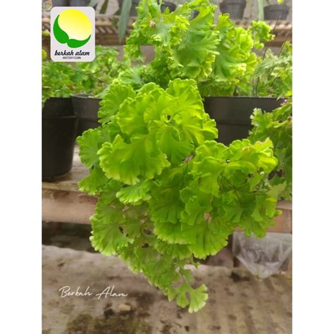 Jual Suplir Adiantum Fern Tumbuhan Paku Spora Tanaman Hias Shopee