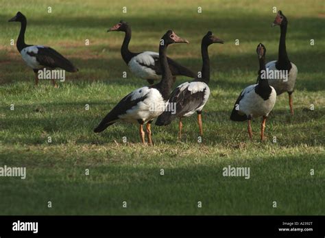 Magpie geese nt hi-res stock photography and images - Alamy