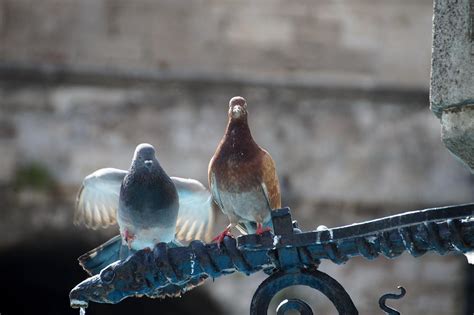 Cómo evitar que las palomas hagan nidos 4 pasos