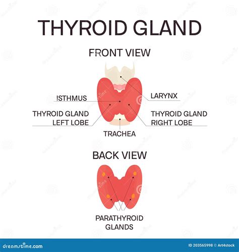 Thyroid Gland Diagram In Front And Back View Stock Vector