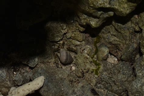 Tawny Hermit Crab From Alona Beach Bohol Philippines On March 29