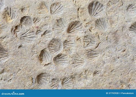 Fossils: Shell Fossils