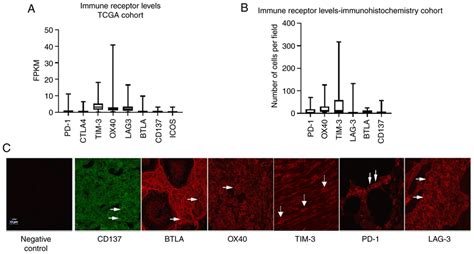 Intratumoral Composition Of Immune Co Receptors In Hgsoc A