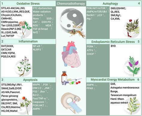 Role And Molecular Mechanism Of Traditional Chinese Medicine In