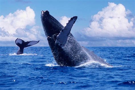 Todo Un Espect Culo Natural Comenz La Temporada De Ballenas En El