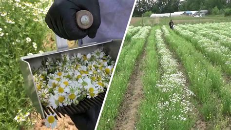 Chamomile Harvest Youtube