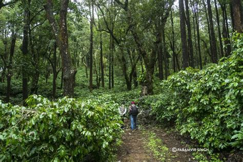 Chikmagalur : A Dreamy Misty Coffee Heaven - The Untourists