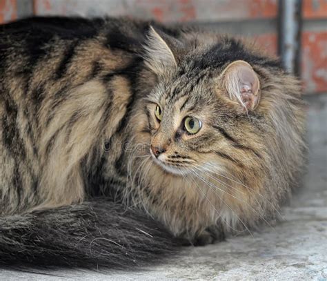 Tabby Norwegian Forest cat stock image. Image of animal - 34726803