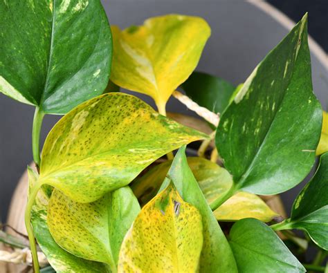 What does nitrogen do for plants? Experts reveal all | Homes and Gardens