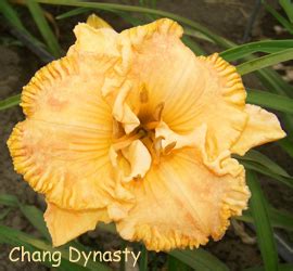 Chang Dynasty – nonniesdaylilygardens.com