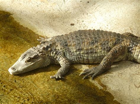 Darmowe Zdjęcia Gad Fauna Krokodyl Organizm Crocodilia